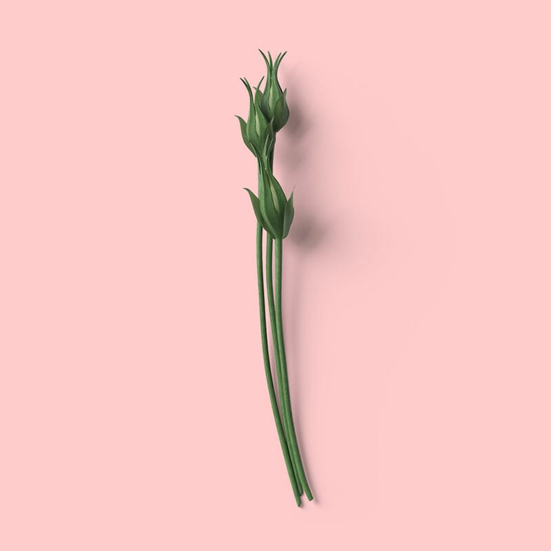 Free Top View Flowers With Buds Mockup PSD
