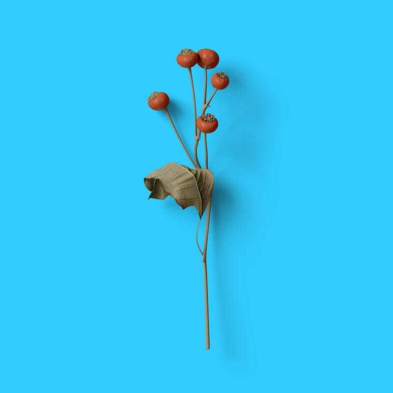 Free Top View Hyperikum Mockup PSD