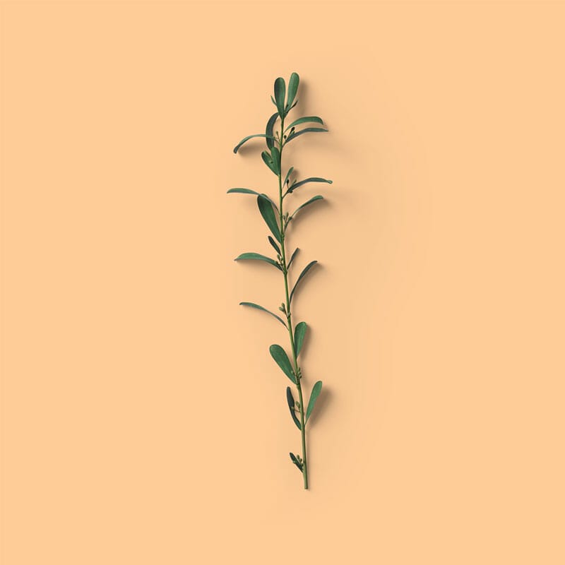 Free Top View Laurel Branch Mockup PSD