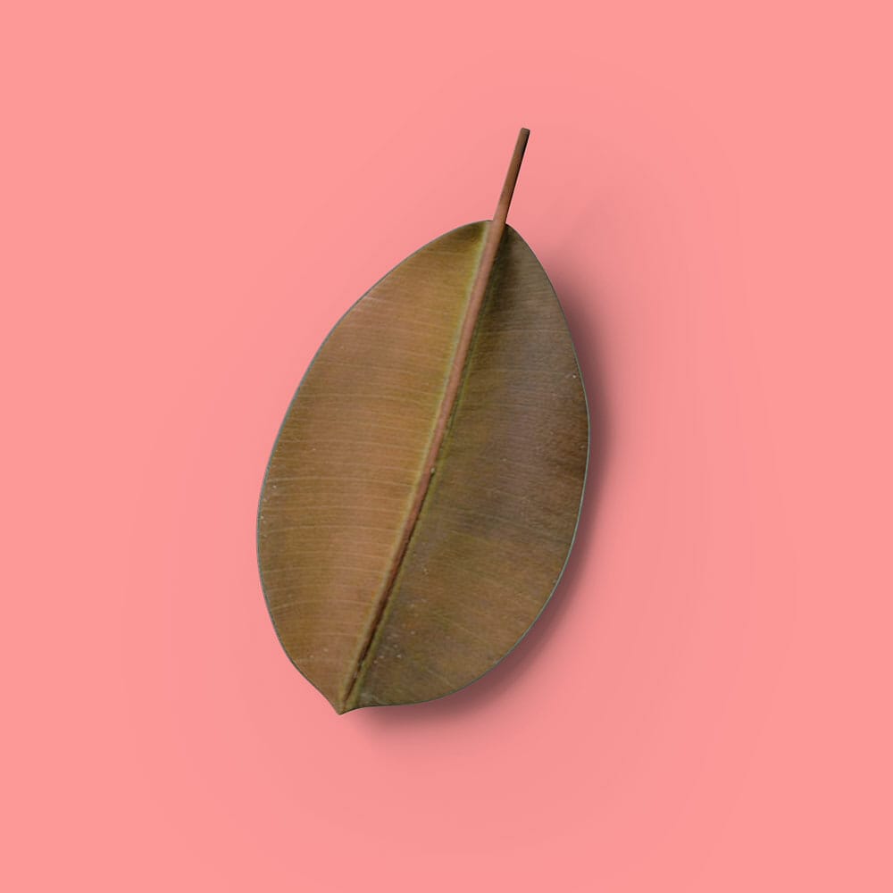 Free Top View Leaf Mockup PSD