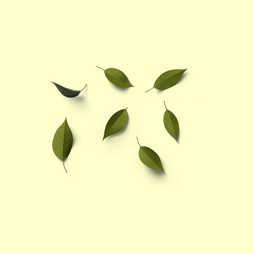 Free Top View Leaves Mockup  PSD