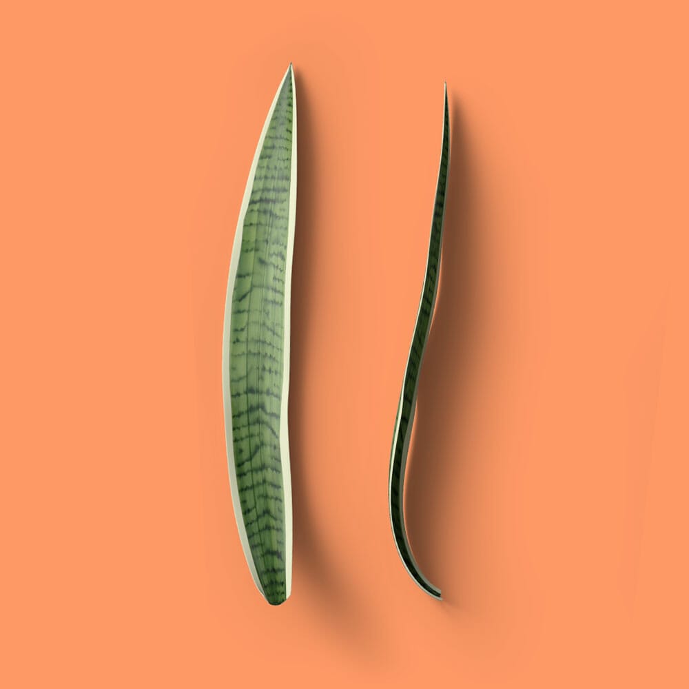 Free Top View Leaves Mockup PSD