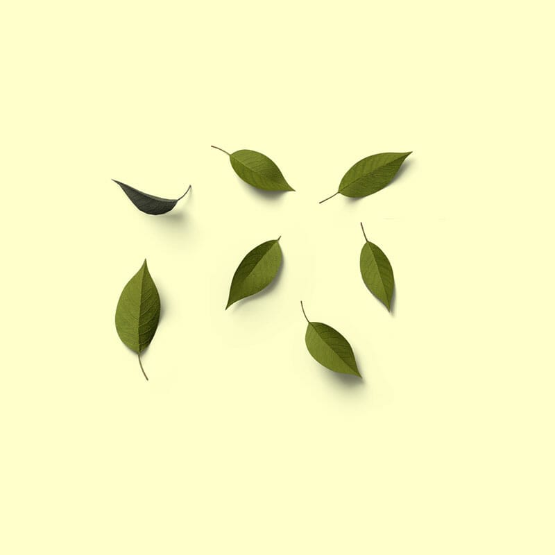 Free Top View Leaves Mockup PSD