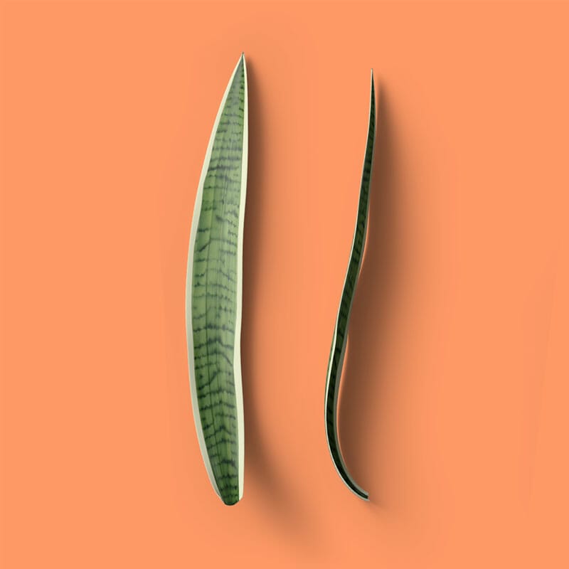 Free Top View Leaves Mockup PSD