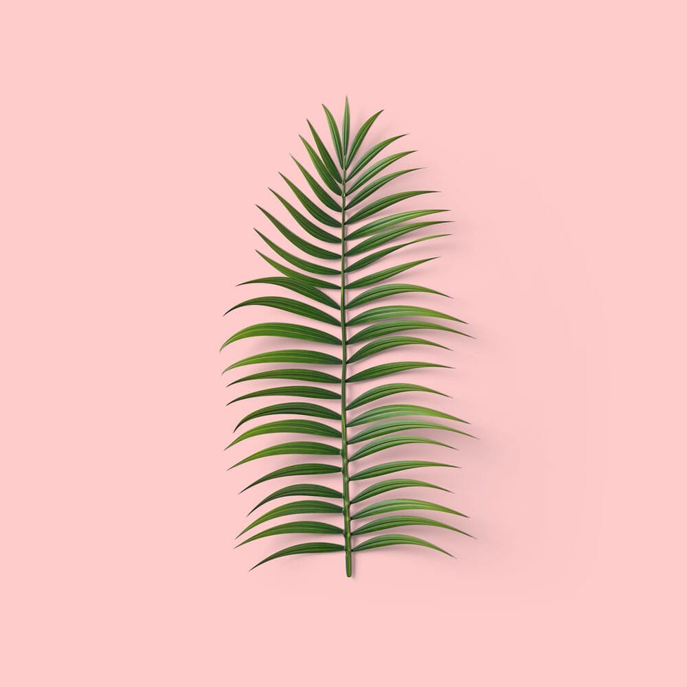 Free Top View Palm Leaf Mockup PSD