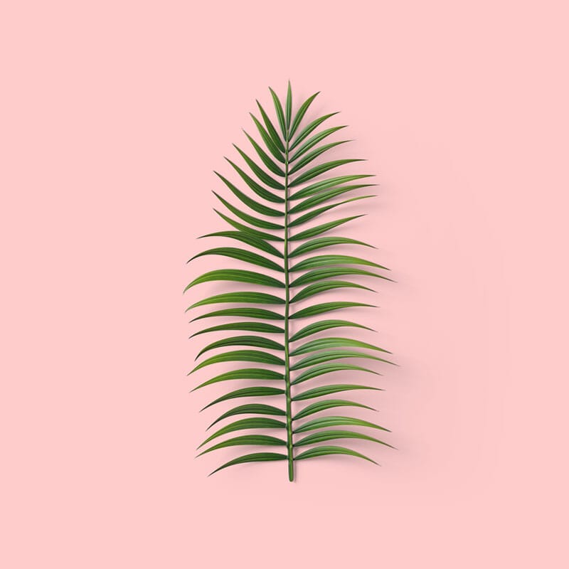 Free Top View Palm Leaf Mockup PSD