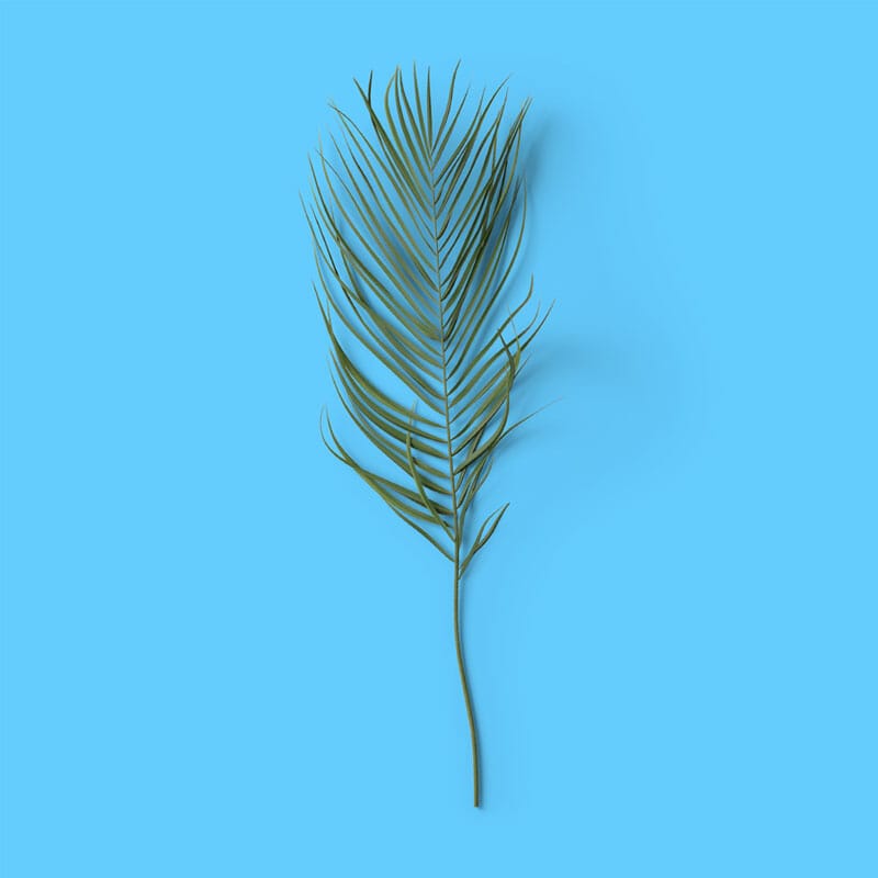 Free Top View Palm Leaf Mockup PSD