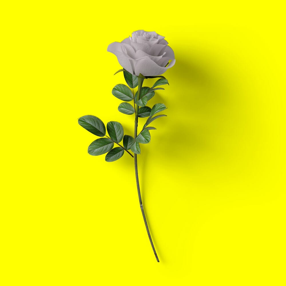 Free Top View Rose Mockup PSD