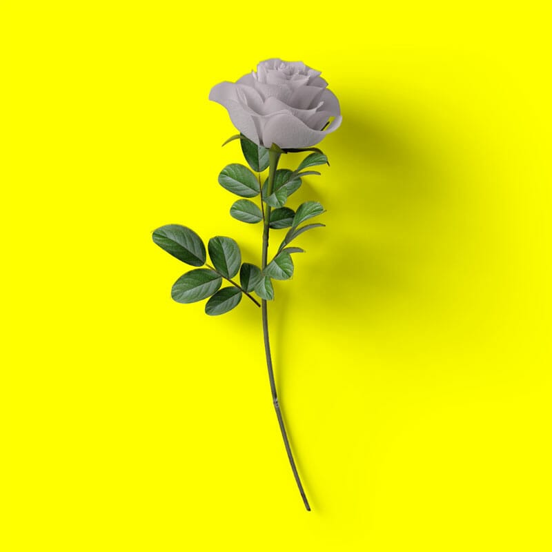 Free Top View Rose Mockup PSD