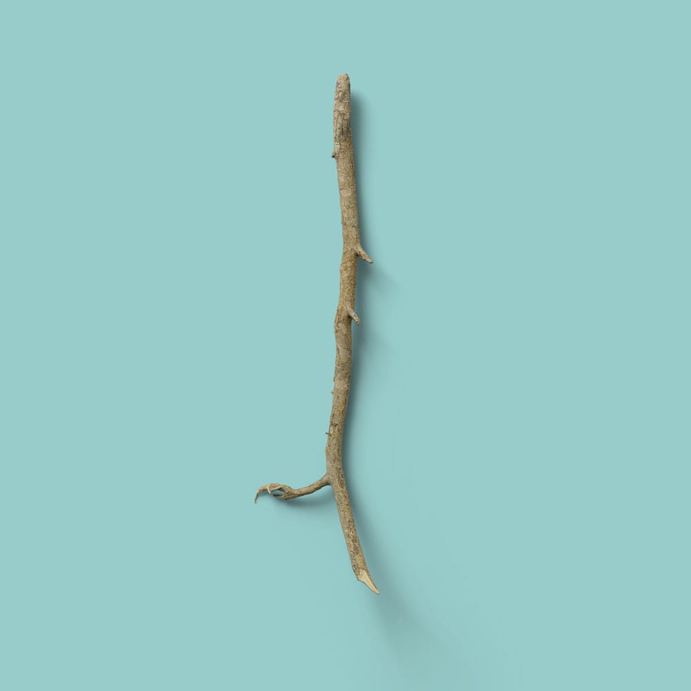 Free Top View Branch Mockup PSD