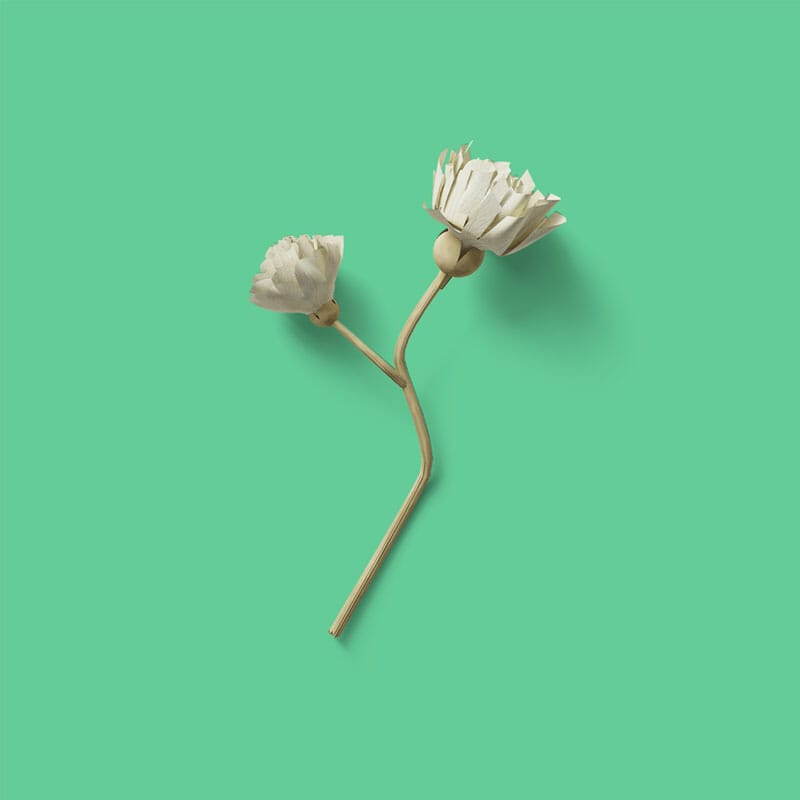 Free Top View Dry Flower Mockup PSD » CSS Author