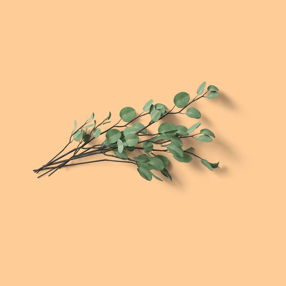 Free Top View Eucalyptus Mockup PSD