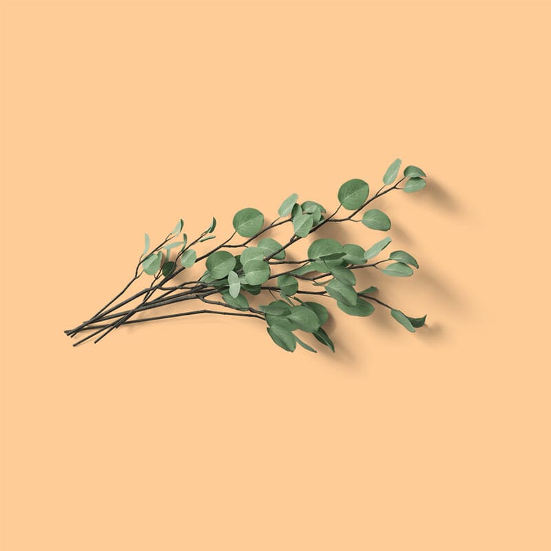 Free Top View Eucalyptus Mockup PSD