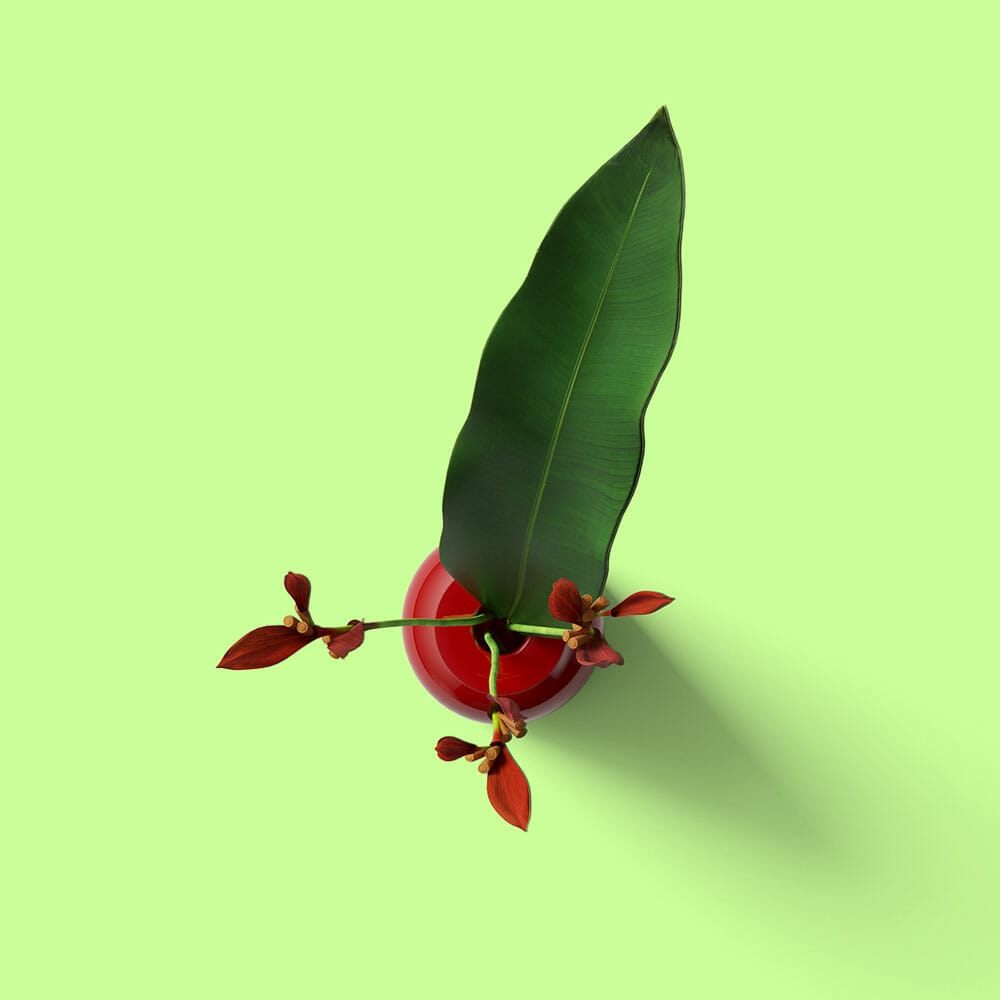 Free Top View Plant In Vase Mockup PSD