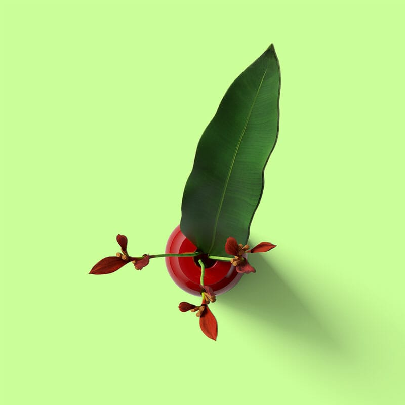 Free Top View Plant In Vase Mockup PSD