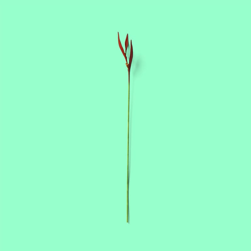 Free Top View Plant Mockup PSD