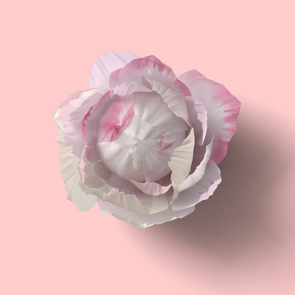 Free Top View Rose Flower Mockup PSD