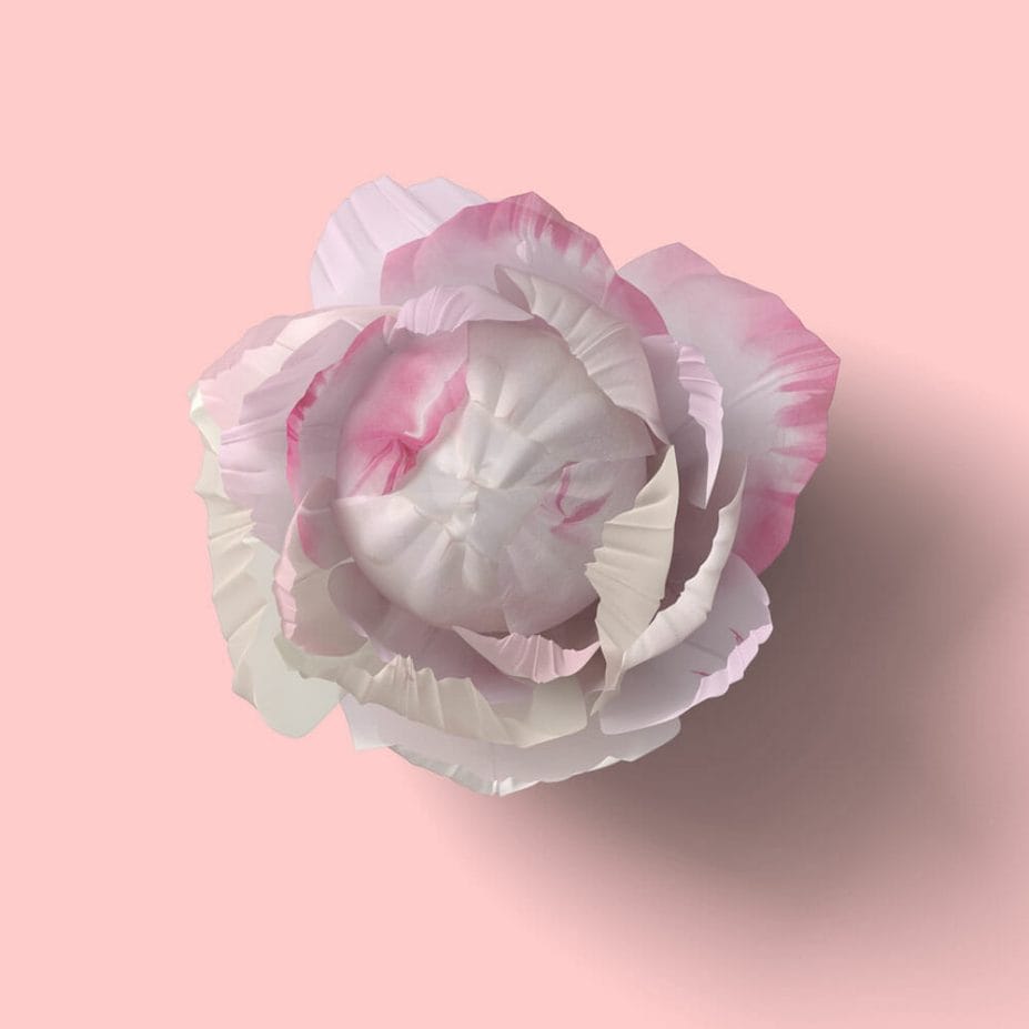 Free Top View Rose Flower Mockup PSD » CSS Author