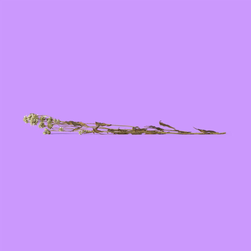 Free Dry Branch With Flowers Mockup Front View PSD