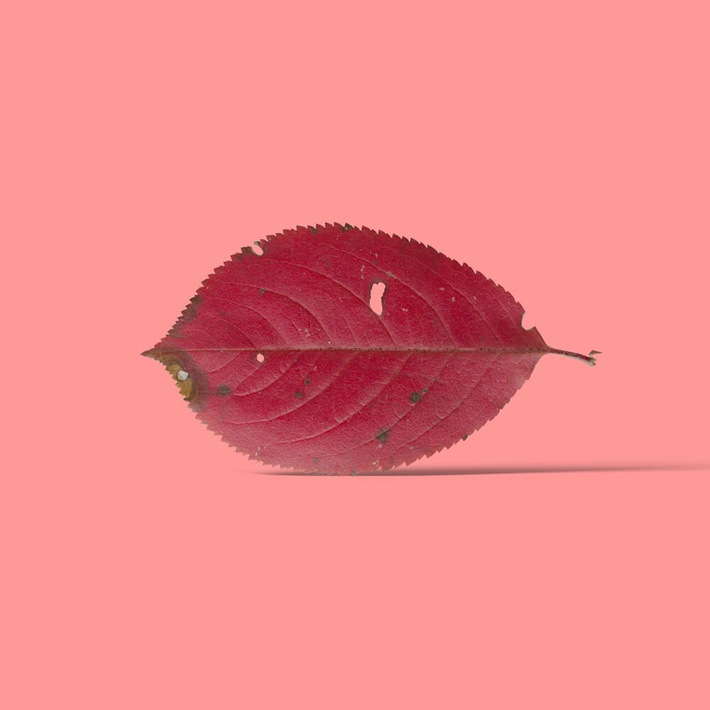 Free Red Leaf Mockup Front View PSD