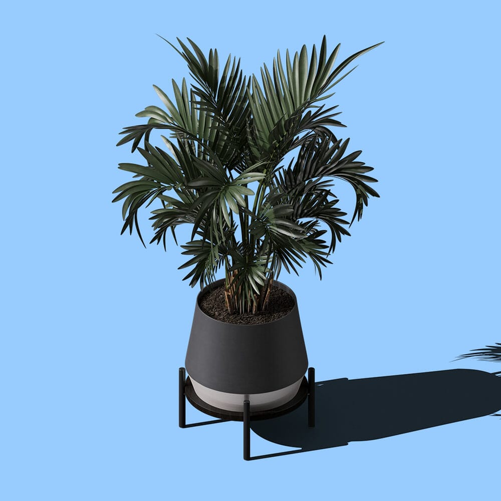 Free Areca Palm In Pot Mockup Isometric PSD