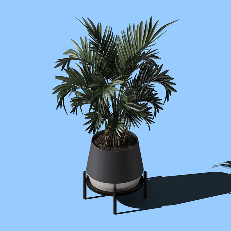 Free Areca Palm In Pot Mockup Isometric PSD