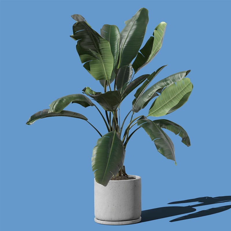 Free Ficus In Pot Mockup PSD
