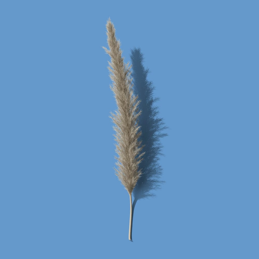 Free Front View Pampas Grass PSD