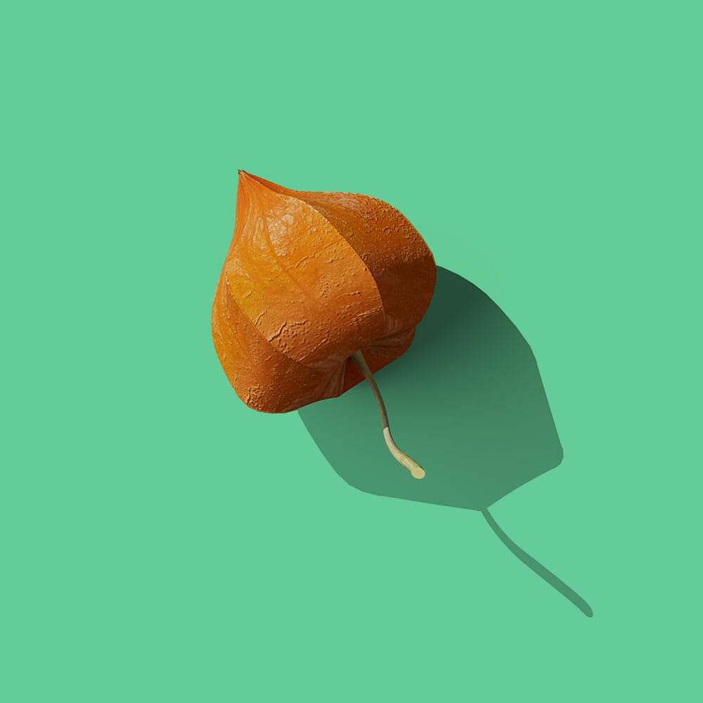 Free Front View Physalis Mockup PSD