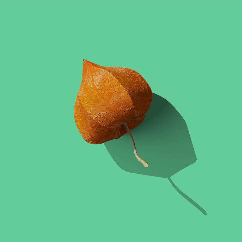 Free Front View Physalis Mockup PSD