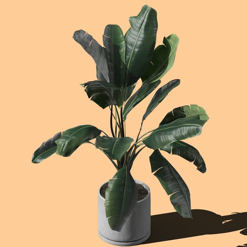Free Isometric Ficus In Pot Mockup PSD