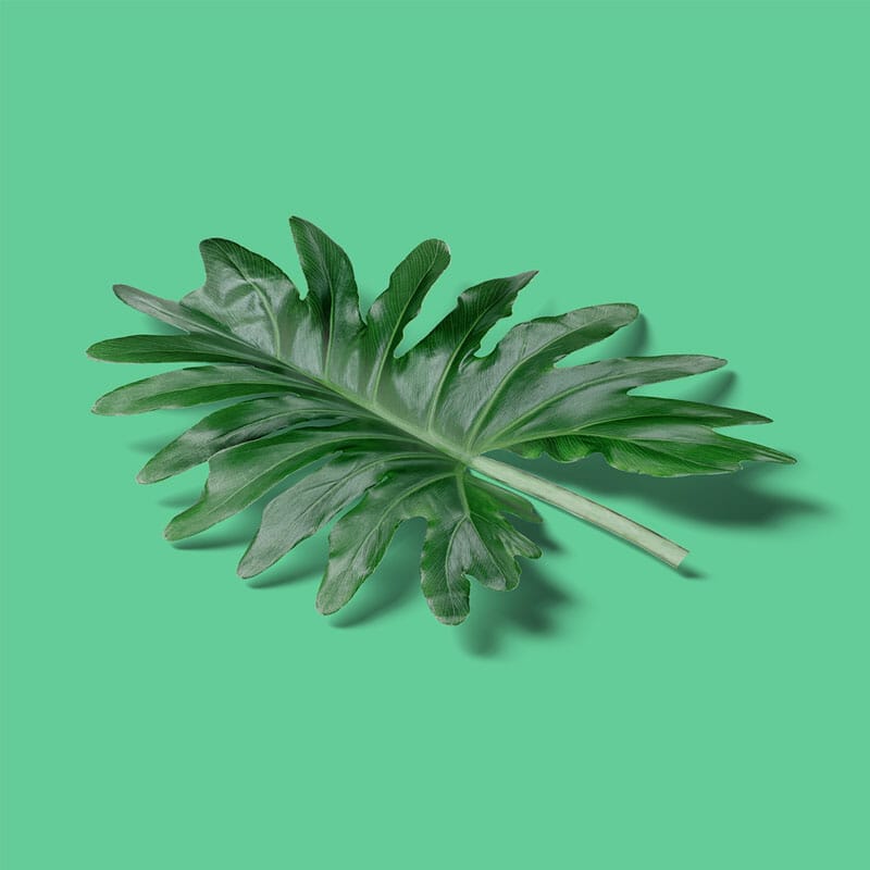 Free Isometric Monstera Mockup PSD