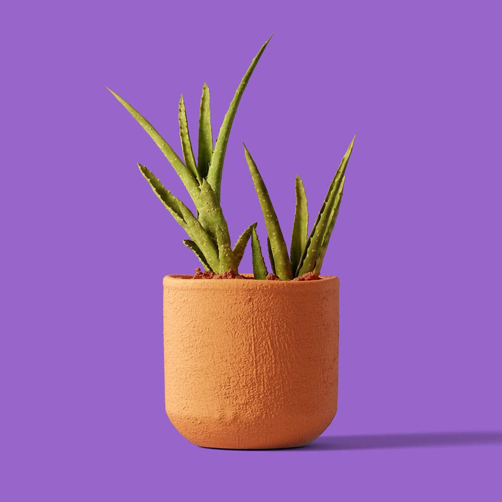 Free Aloe In Pot Front View Mockup PSD