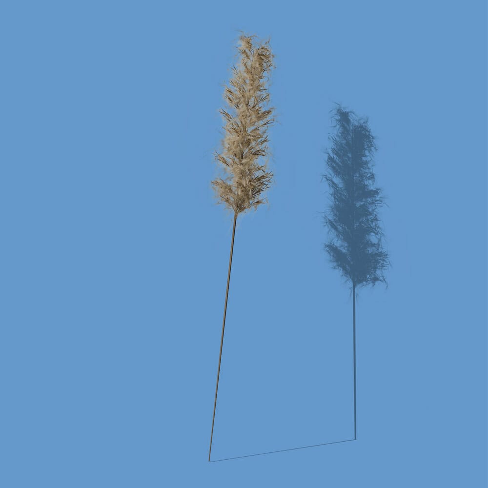 Free Decorative Plant Front View Mockup PSD