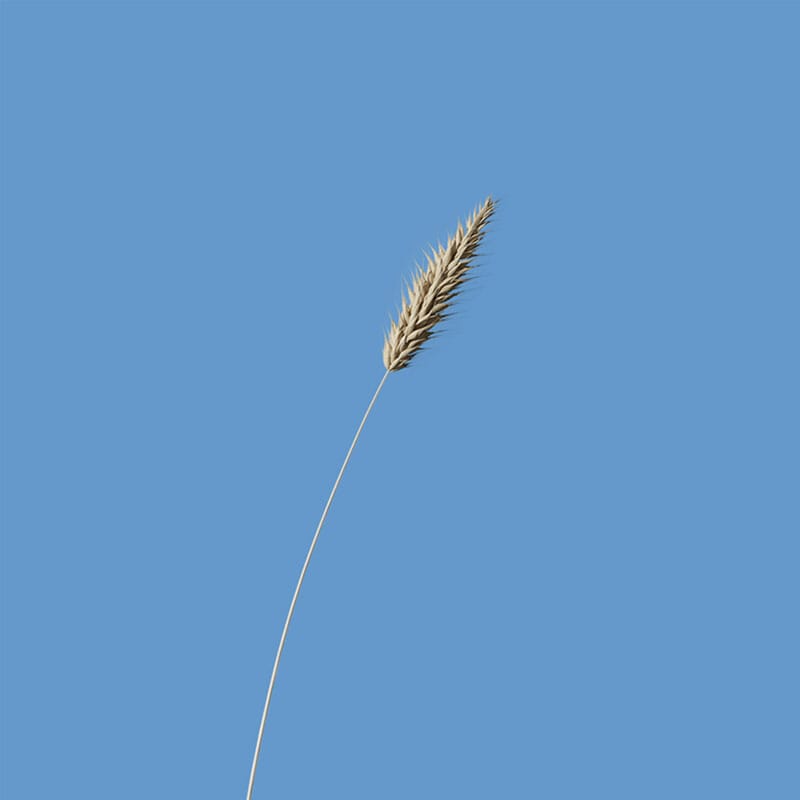 Free Decorative Plant Front View Mockup PSD