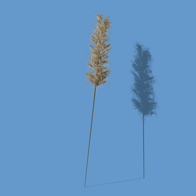 Free Decorative Plant Front View Mockup PSD