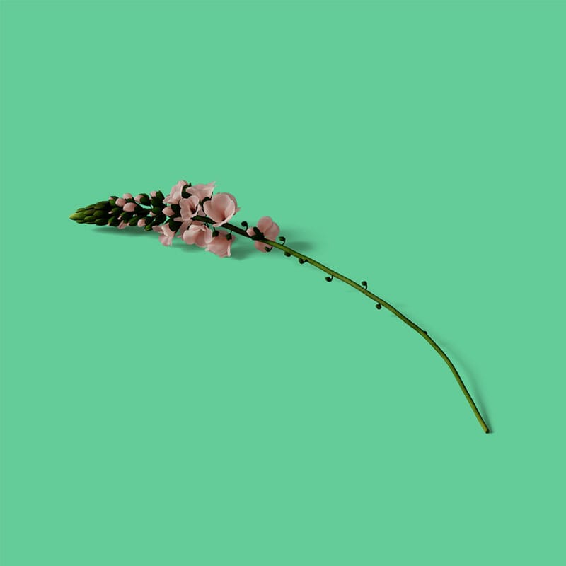 Free Gladiolus Isometric Mockup PSD