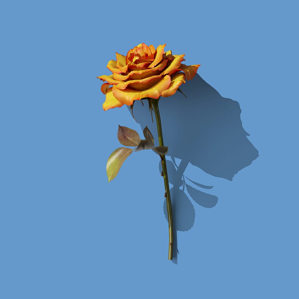 Free Rose Front View Mockup PSD