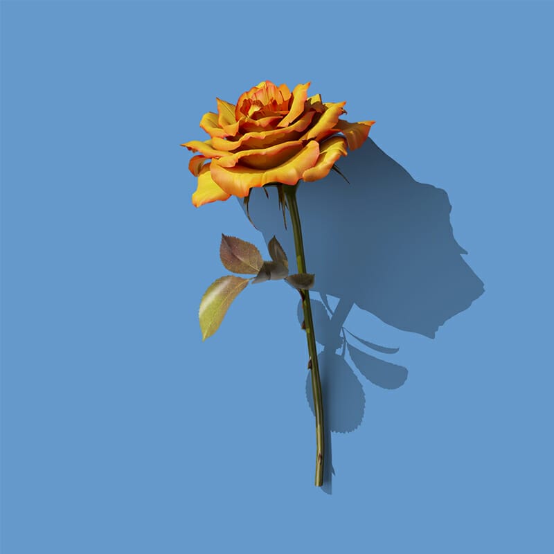 Free Rose Front View Mockup PSD