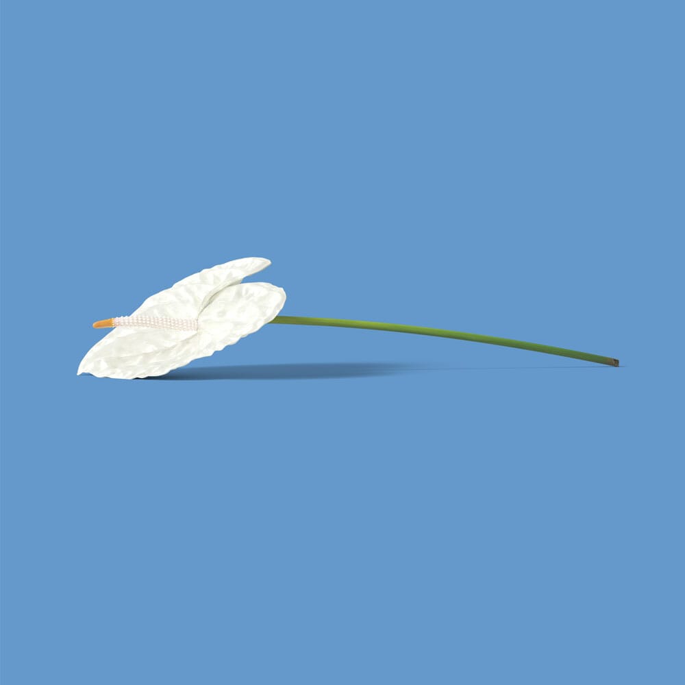 Free White Anthurium Front View Mockup PSD