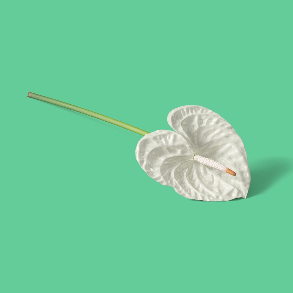 Free White Anthurium Isometric Mockup PSD