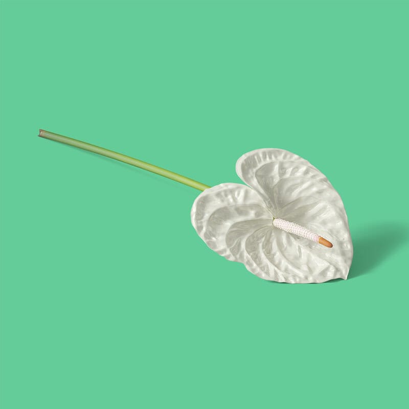 Free White Anthurium Isometric Mockup PSD