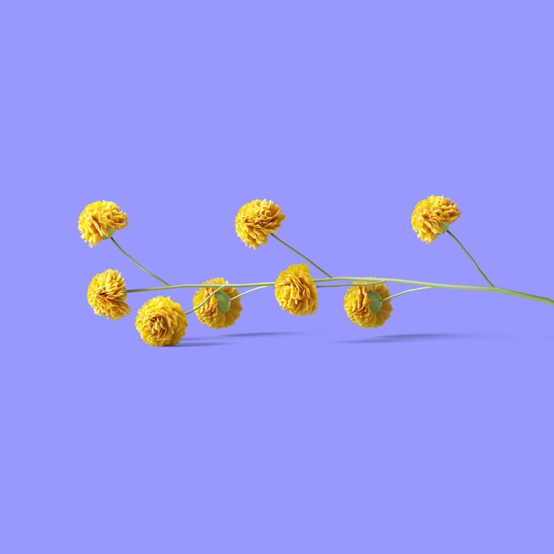 Free Artemisia Front View Mockup PSD