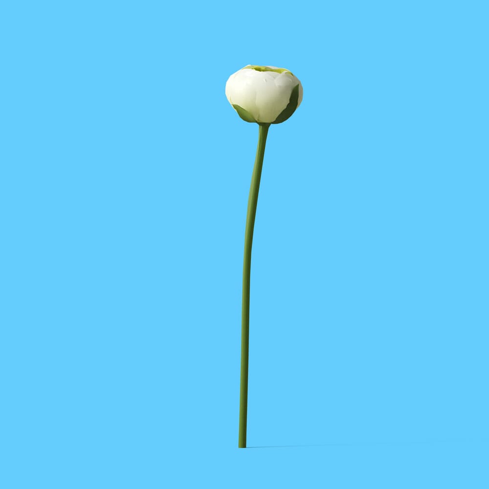Free White Ranunculus Front View Mockup PSD