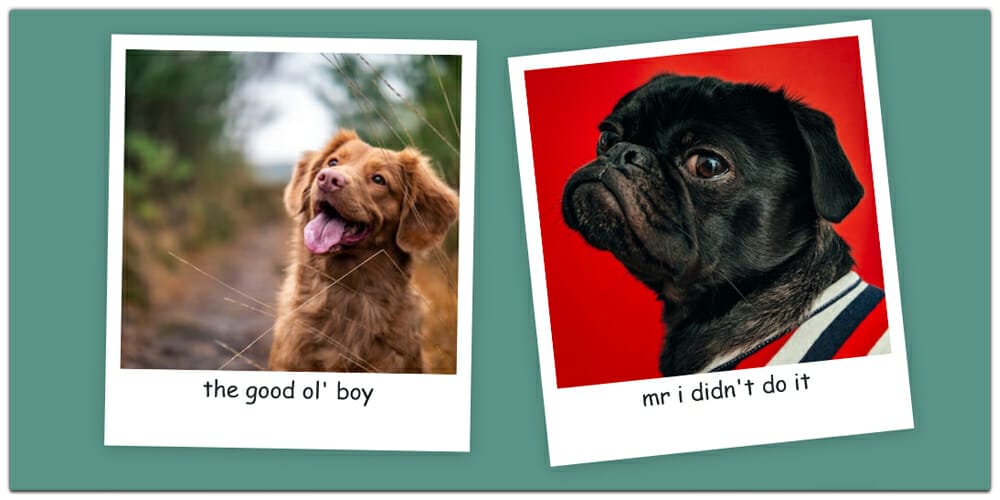 Photo Gallery Layout