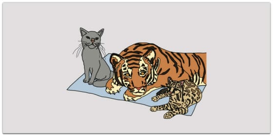 Best Free JavaScript Books »CSS Author