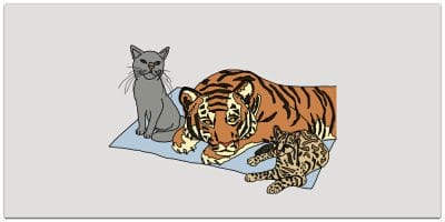 Best Free JavaScript Books »CSS Author