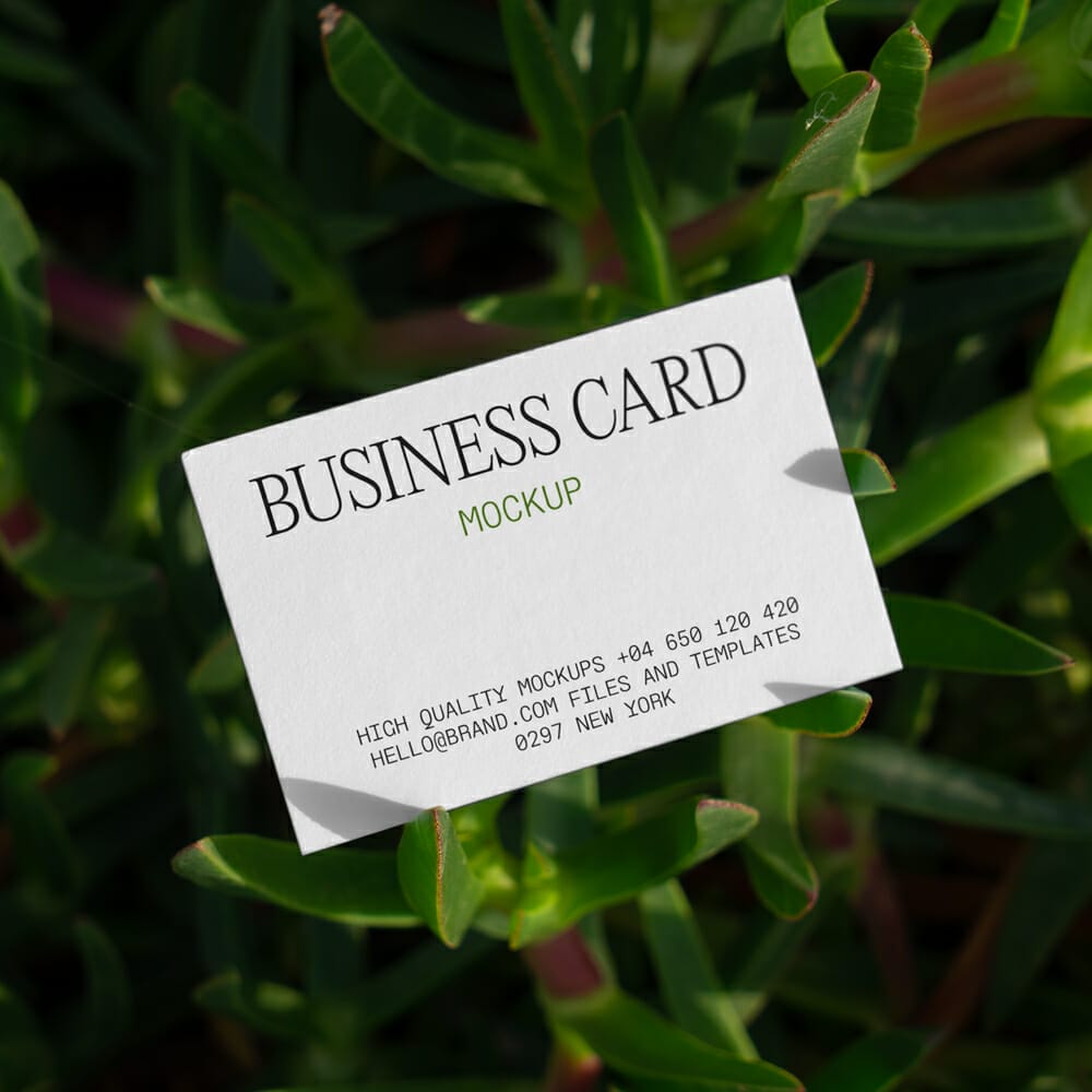 Free Business Card on Succulent Mockup PSD
