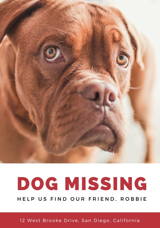 Lost Dog Poster Template