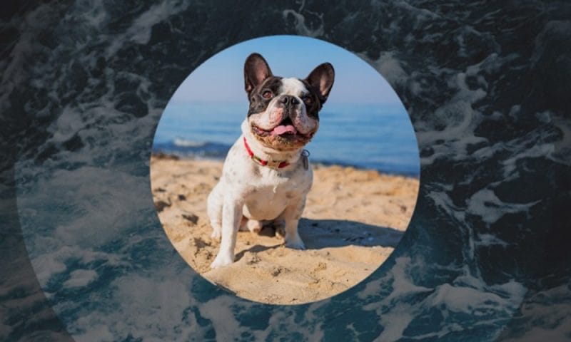Elevate Your Videos With Free Premiere Pro Transitions: Presets And Elevate Your Videos With Free Premiere Pro Transitions: Presets And
